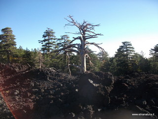 nte Pizzillo-21-10-2012 08-13-55